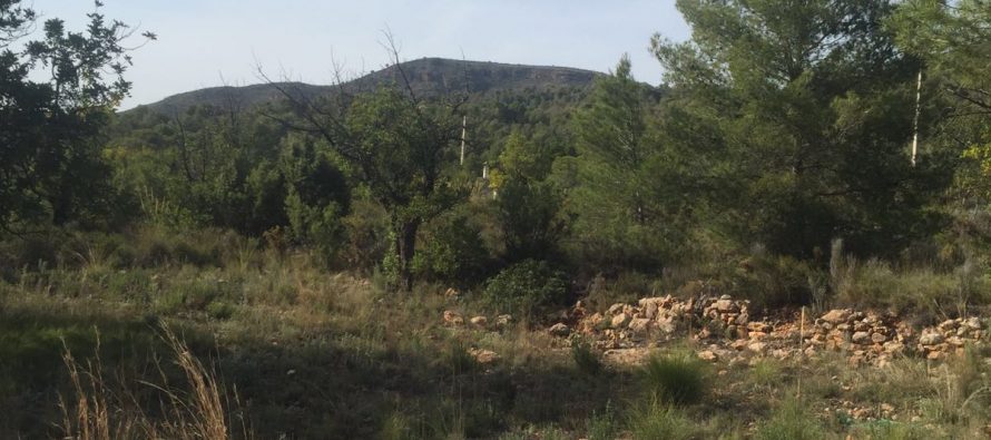 La Mancomunitat prepara ya la carrera de Árboles y Castillos