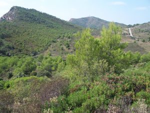 calderona